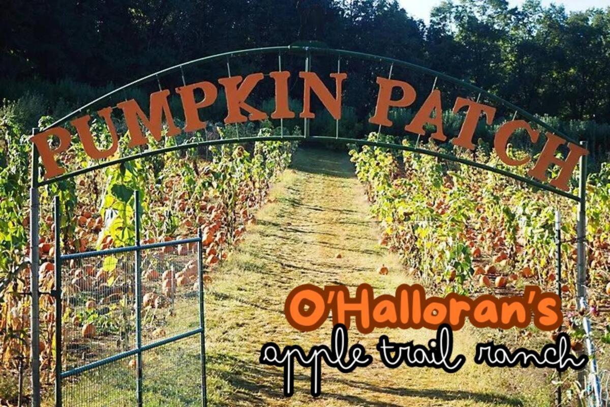 Holiday home In The Pines - Apple Hill - Dog Friendly - Snow Nearby Pollock Pines
