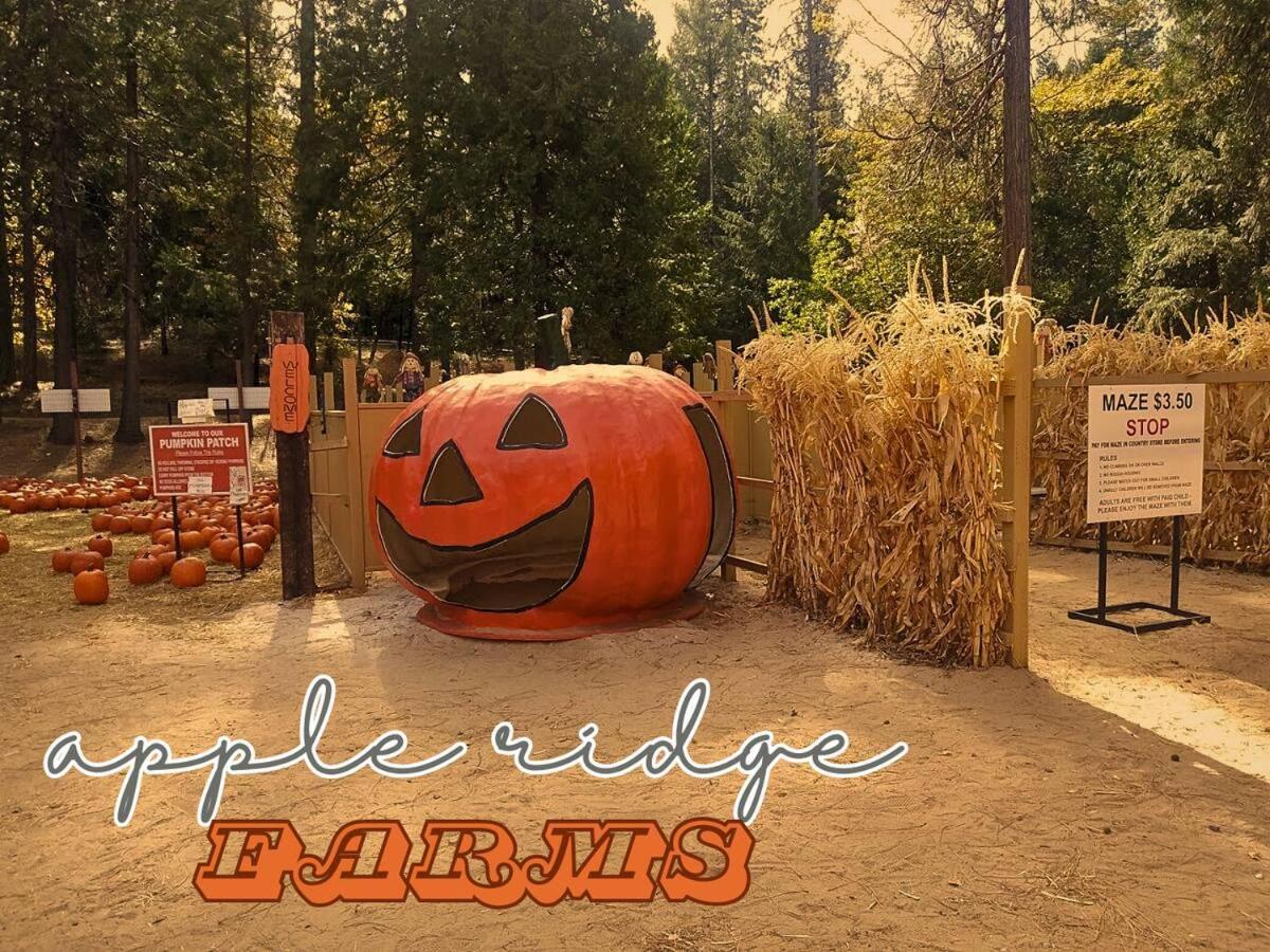 In The Pines - Apple Hill - Dog Friendly - Snow Nearby